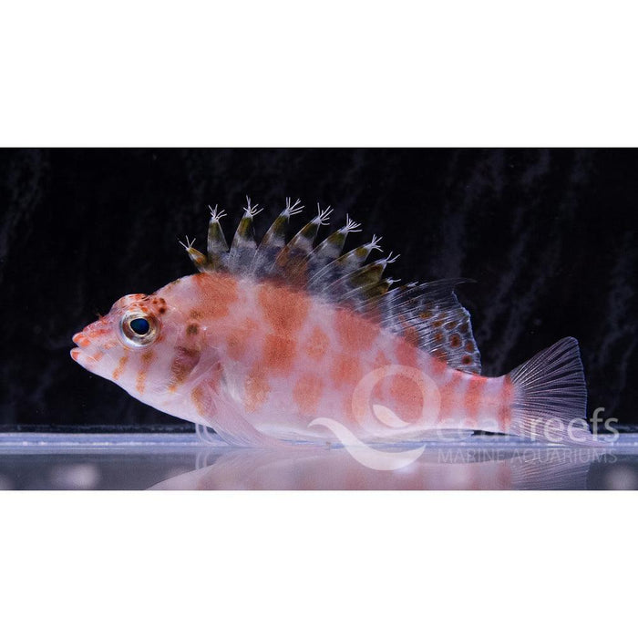 Falco Hawkfish - Ocean Reefs Marine Aquariums