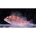 Falco Hawkfish - Ocean Reefs Marine Aquariums