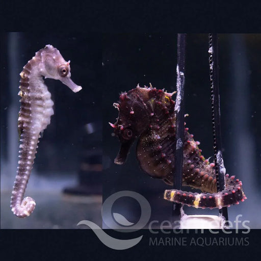 False Eyed Seahorse - Ocean Reefs Marine Aquariums