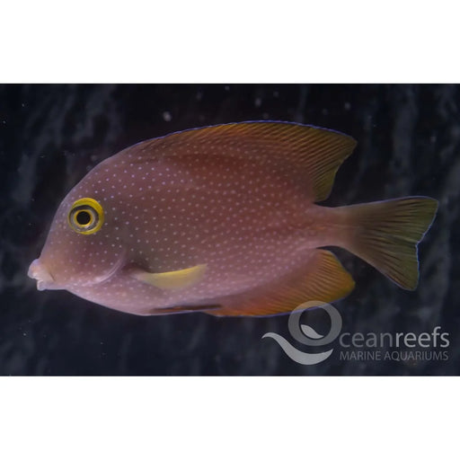 False Yellow Eye Kole Tang - Ocean Reefs Marine Aquariums