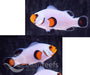 Fancy White Clownfish Pair - Ocean Reefs Marine Aquariums