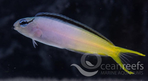 Fangtooth Blenny - Ocean Reefs Marine Aquariums