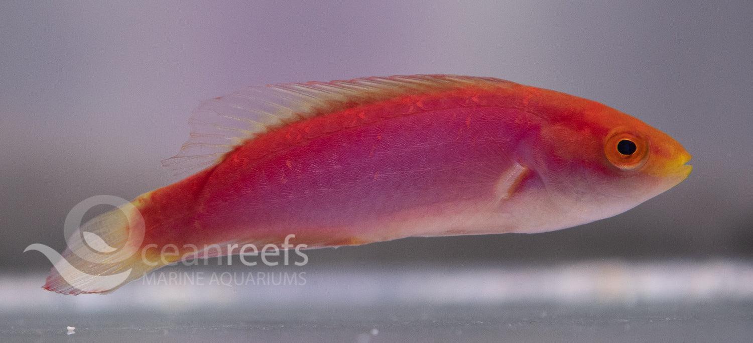 Female Jordani Wrasse - Ocean Reefs Marine Aquariums