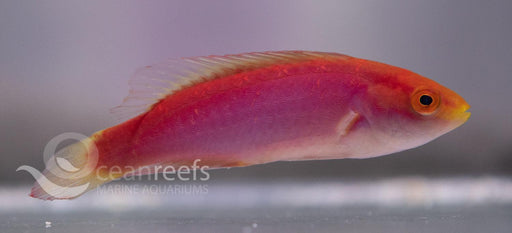 Female Jordani Wrasse - Ocean Reefs Marine Aquariums