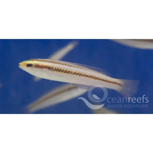 Female Shoulder Spot Wrasse - Ocean Reefs Marine Aquariums