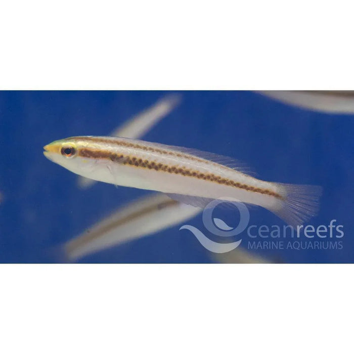 Female Shoulder Spot Wrasse - Ocean Reefs Marine Aquariums