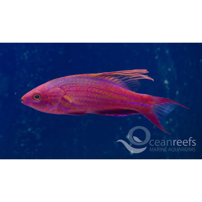 Filament Fin wrasse - Ocean Reefs Marine Aquariums