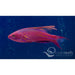 Filament Fin wrasse - Ocean Reefs Marine Aquariums