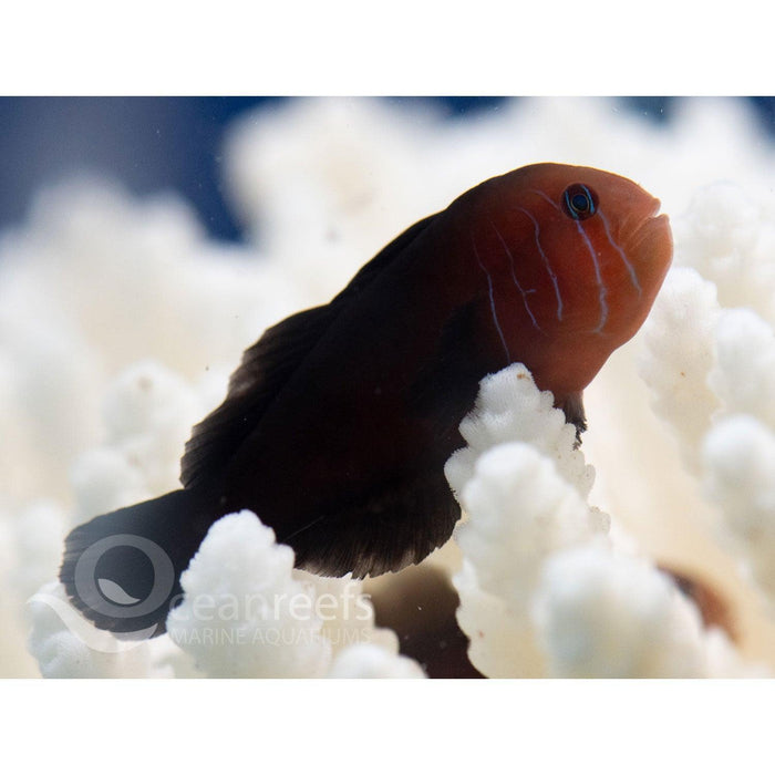 Five Line Coral Goby - Ocean Reefs Marine Aquariums