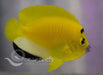 Flagfin Angelfish - Ocean Reefs Marine Aquariums