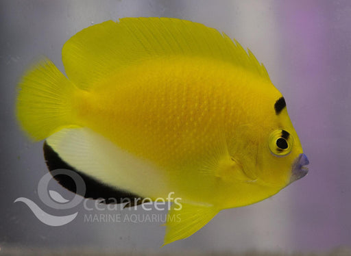 Flagfin Angelfish - Ocean Reefs Marine Aquariums