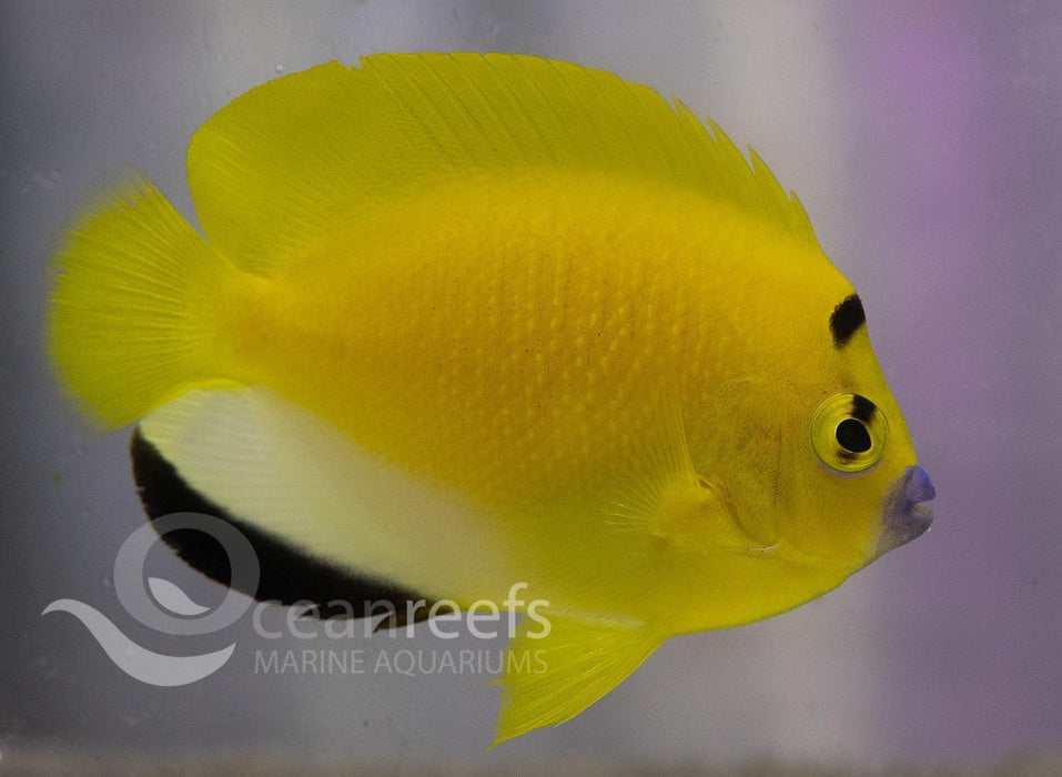 Flagfin Angelfish - Ocean Reefs Marine Aquariums