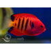 Flame Angelfish - Ocean Reefs Marine Aquariums