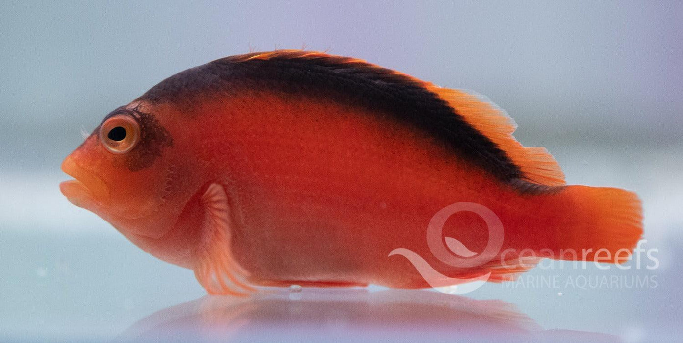 Flame Hawkfish - Ocean Reefs Marine Aquariums