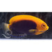 Flameback Angelfish - Ocean Reefs Marine Aquariums