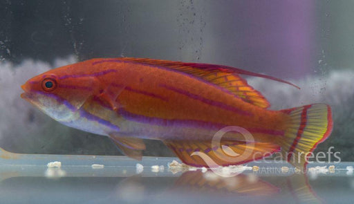 Flavianalis Flasherwrasse - Ocean Reefs Marine Aquariums