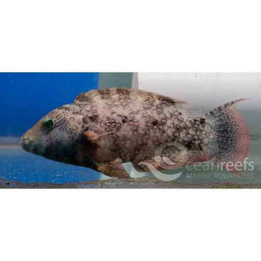 Floral Maori Wrasse - Ocean Reefs Marine Aquariums