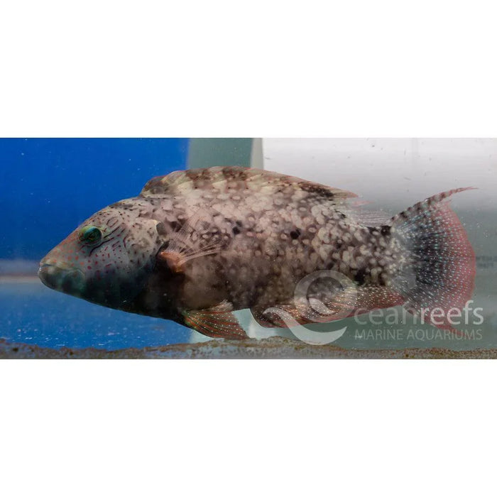 Floral Maori Wrasse - Ocean Reefs Marine Aquariums