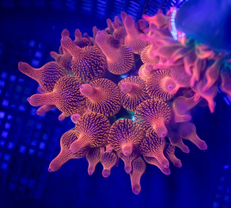 Forest Fire Bubble Tip Anemone - Ocean Reefs Marine Aquariums