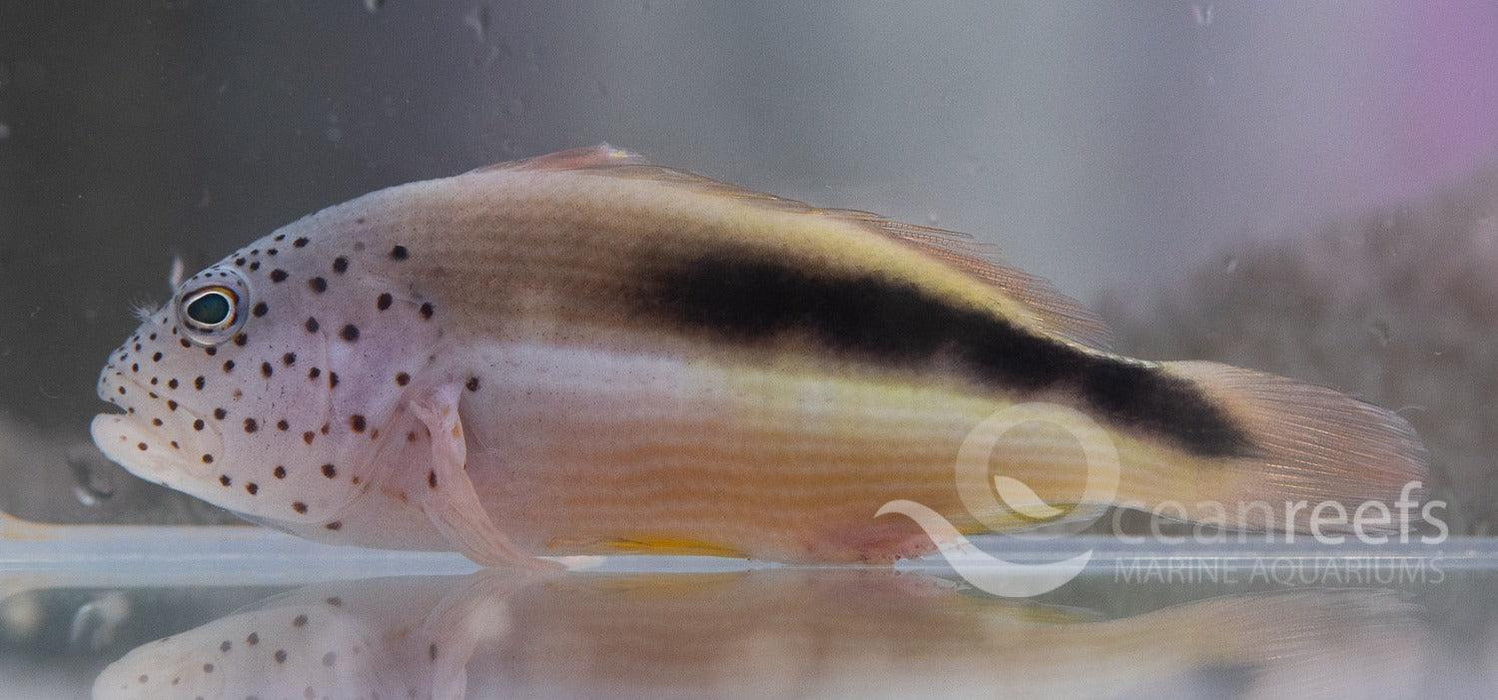 Fosters Hawkfish - Ocean Reefs Marine Aquariums