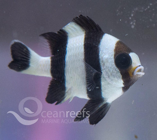 Four Stripe Damsel - Ocean Reefs Marine Aquariums