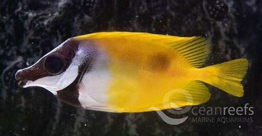 Foxface Rabbitfish - Ocean Reefs Marine Aquariums
