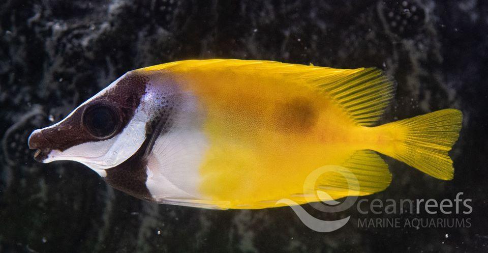 Foxface Rabbitfish - Ocean Reefs Marine Aquariums