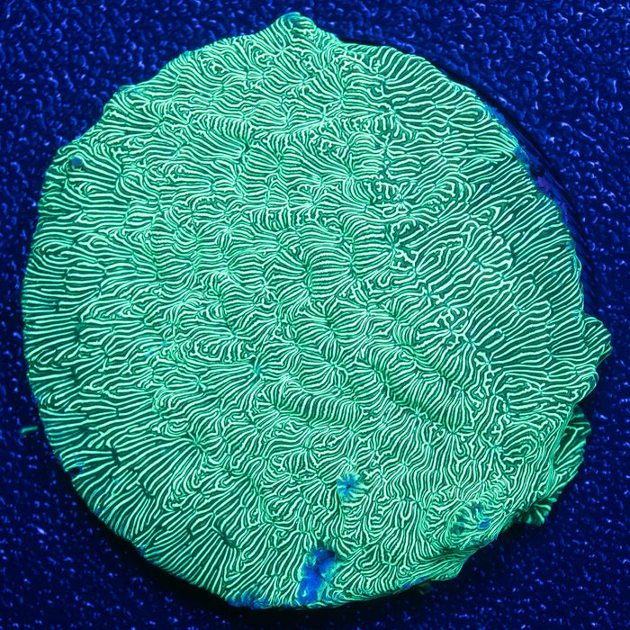 Neon Green Leptoseris
