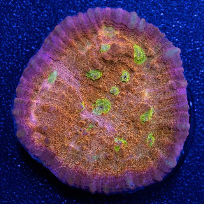 Frosted Fire Chalice