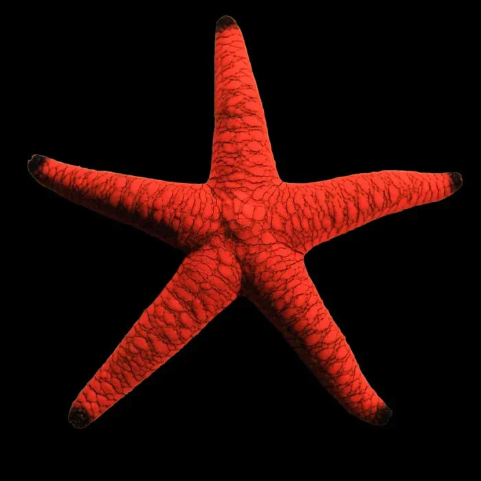 Fromia Starfish