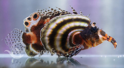 Fu ManChu - Ocean Reefs Marine Aquariums