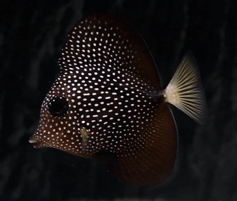 Gem Tang - Ocean Reefs Marine Aquariums