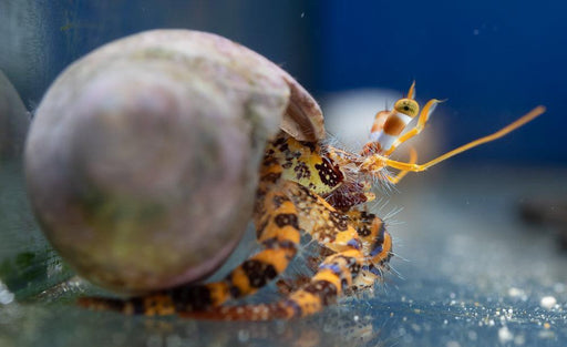 Giant red hermit crab - Ocean Reefs Marine Aquariums