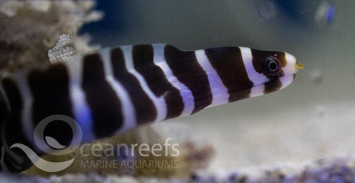 Girdled Moray - Ocean Reefs Marine Aquariums