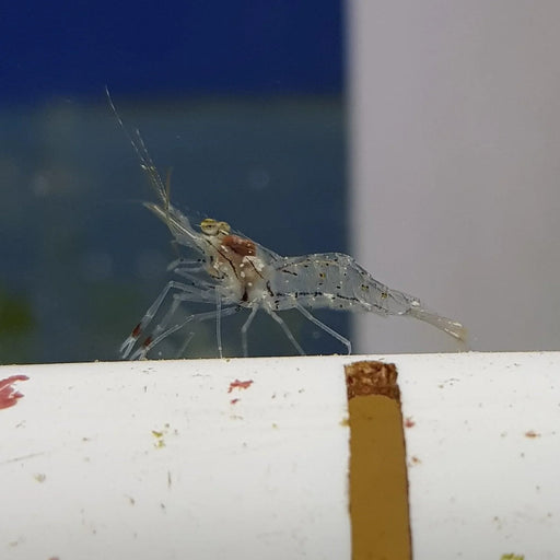 Glass Shrimp - Ocean Reefs Marine Aquariums