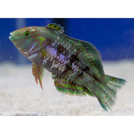 Gold Nugget Wrasse - Ocean Reefs Marine Aquariums