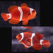 Gold Stripe Maroon Clownfish - Ocean Reefs Marine Aquariums
