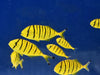 Golden Trevally (Juvenile) - Ocean Reefs Marine Aquariums