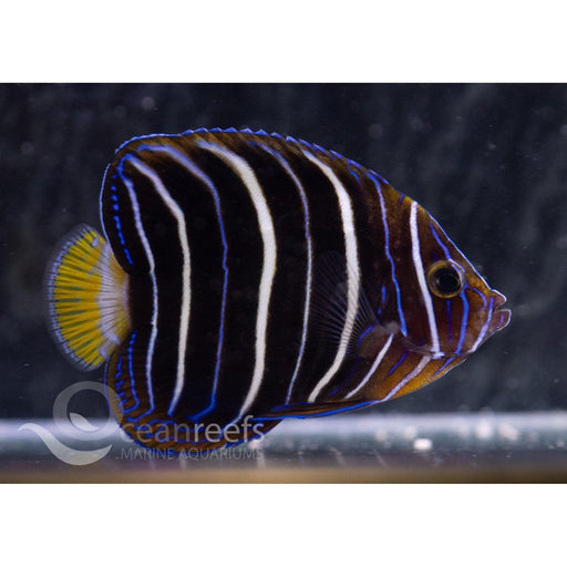 Goldtail Angelfish Juvenile - Ocean Reefs Marine Aquariums