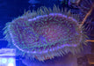 Green Beaded Sand Anemone - Ocean Reefs Marine Aquariums