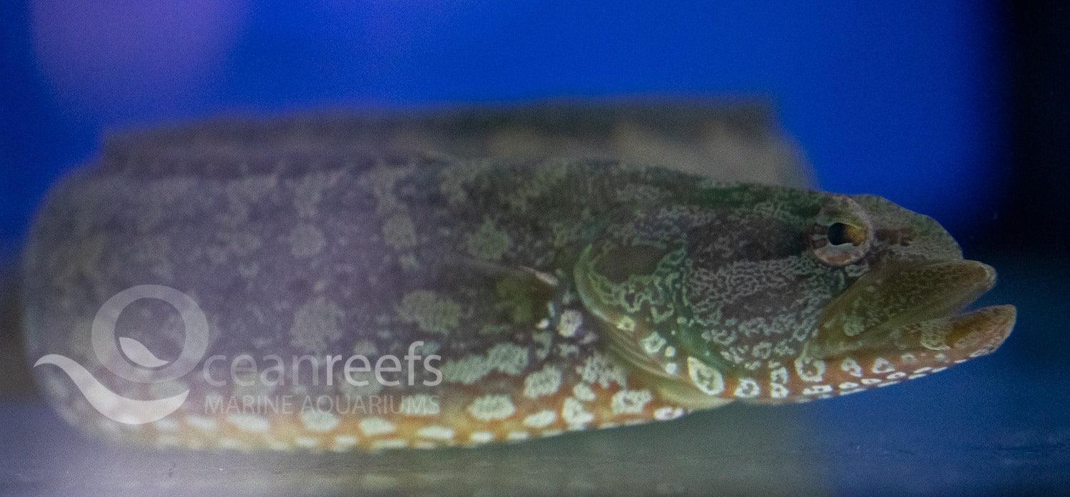 Green Carpet Eel Blenny - Ocean Reefs Marine Aquariums