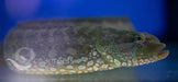 Green Carpet Eel Blenny - Ocean Reefs Marine Aquariums
