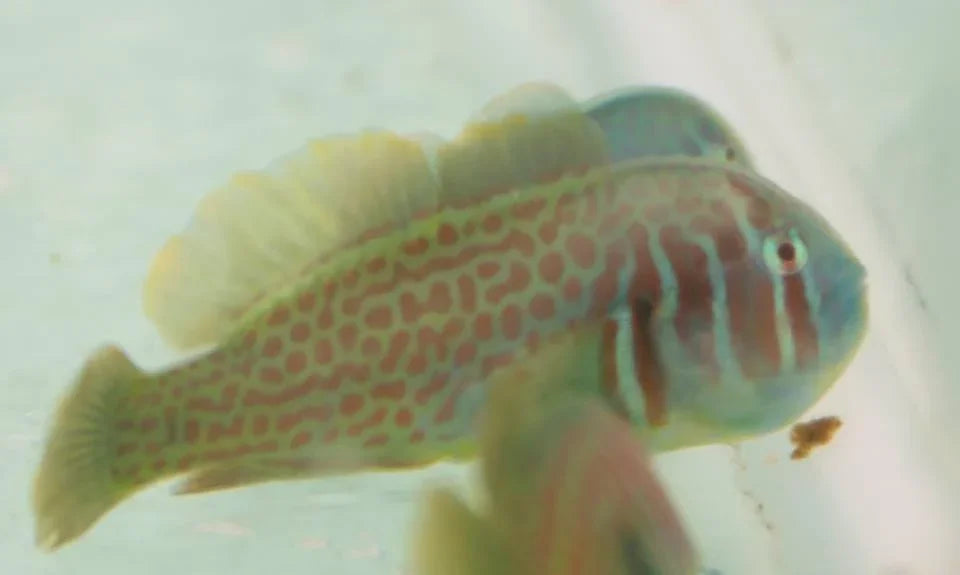 Green Coral Goby - Ocean Reefs Marine Aquariums