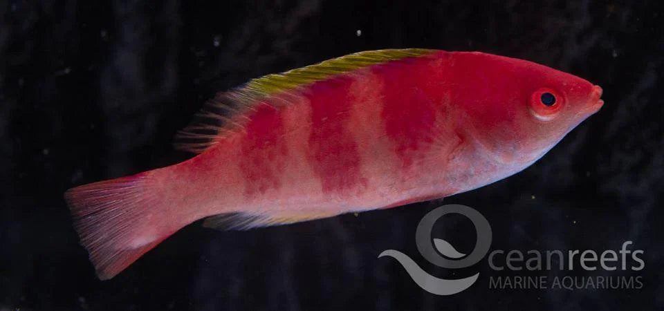 Halloween Milinium wrasse - Ocean Reefs Marine Aquariums