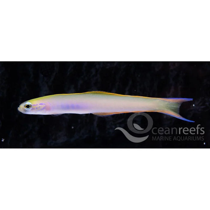 Hanae Goby - Ocean Reefs Marine Aquariums