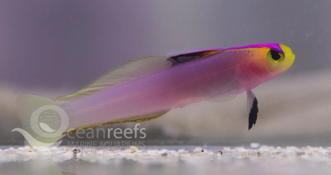 Helfrichi Goby - Ocean Reefs Marine Aquariums