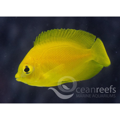 Herald Angelfish - Ocean Reefs Marine Aquariums