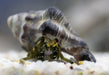 Hermit Crabs - Ocean Reefs Marine Aquariums