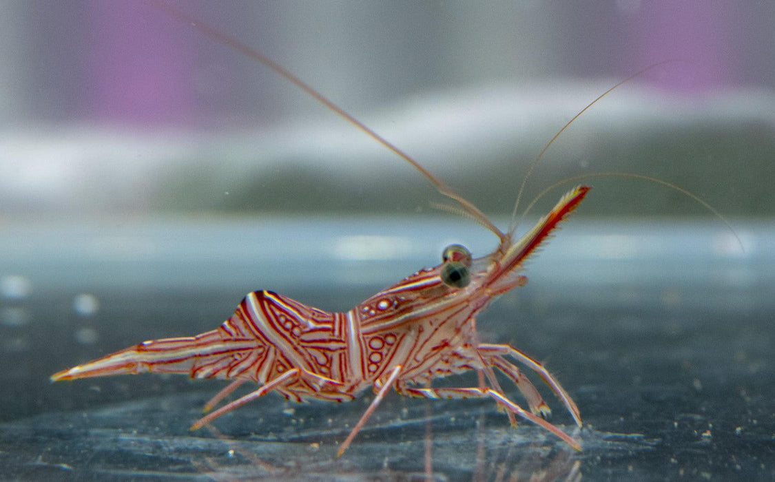 Hingeback Shrimp - Ocean Reefs Marine Aquariums