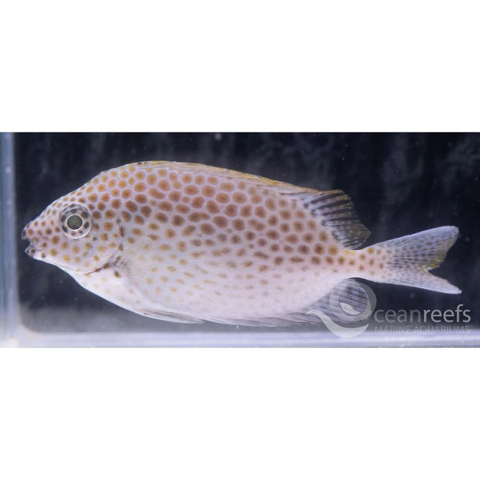Honeycomb Rabbitfish - Ocean Reefs Marine Aquariums